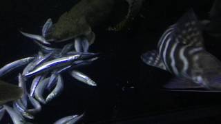 Japanese Herring 日本きびなご Sgfishfood