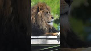 Nikon D300 With 70-300Mm Nikkor 4.5-5.6G Vr Lens At Melbourne Zoo