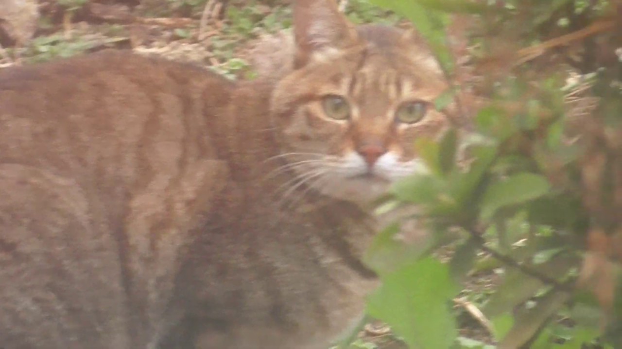 耳の日 記念 新顔紹介 庭で見かけた アライグマしっぽ猫 と見つめあうだけの 静止画みたいな動画 Cat Youtube