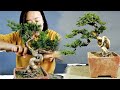 How to bend a bonsai  juniper pose