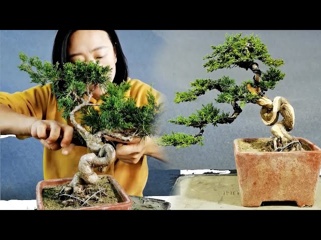 How to bend a bonsai - juniper pose class=