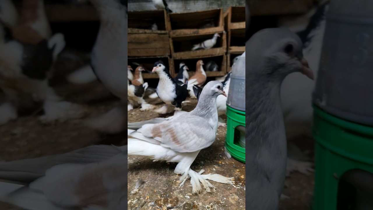 Top Quality Fancy Pigeons 😍 