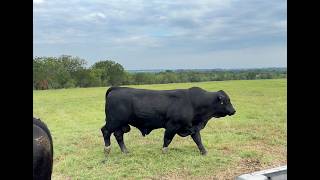 Morning Chores and Unexpected Breeding with Dinero, the Fence Jumper!