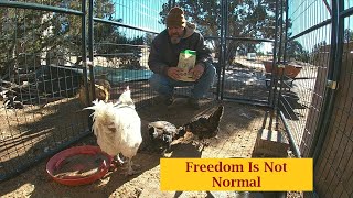 Why We Live This Life #offgrid #notnormal #moderndaypioneers