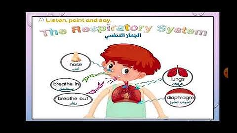 الوحدة الاولي الدرس الثاني شرح  الجهاز التنفسي ببسهولة كونكت 4 Unit 1 Lesson 3 Respiratory System