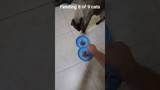 Feeding 8 of our 9 cats. #cats #meow #kitty