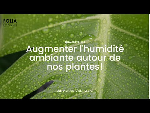 Vidéo: L'humidité De La Pluie Pour Les Plantes. Tropiques