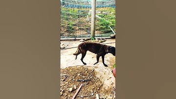 Cập Nhật Tình Hình Con Lu // Đầu giờ chiều - Ngày thứ nhất về nhà mình - tronpiu vlog #shorts