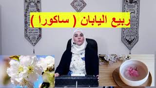 الحلقة الثامنة و العشرون ربيع اليابان زهرة الساكورا