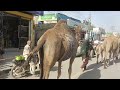 Camel 🐫 🐫 Ladies