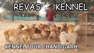 GOLDEN RETRIEVER FARM TOUR | KENNEL SET UP CHANDIGARH | 30 DOGS IN FARM | IMPORT BLOODLINE PUPPIES