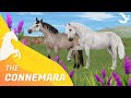 New Connemara Horse Arrives in Star Stable! ✨