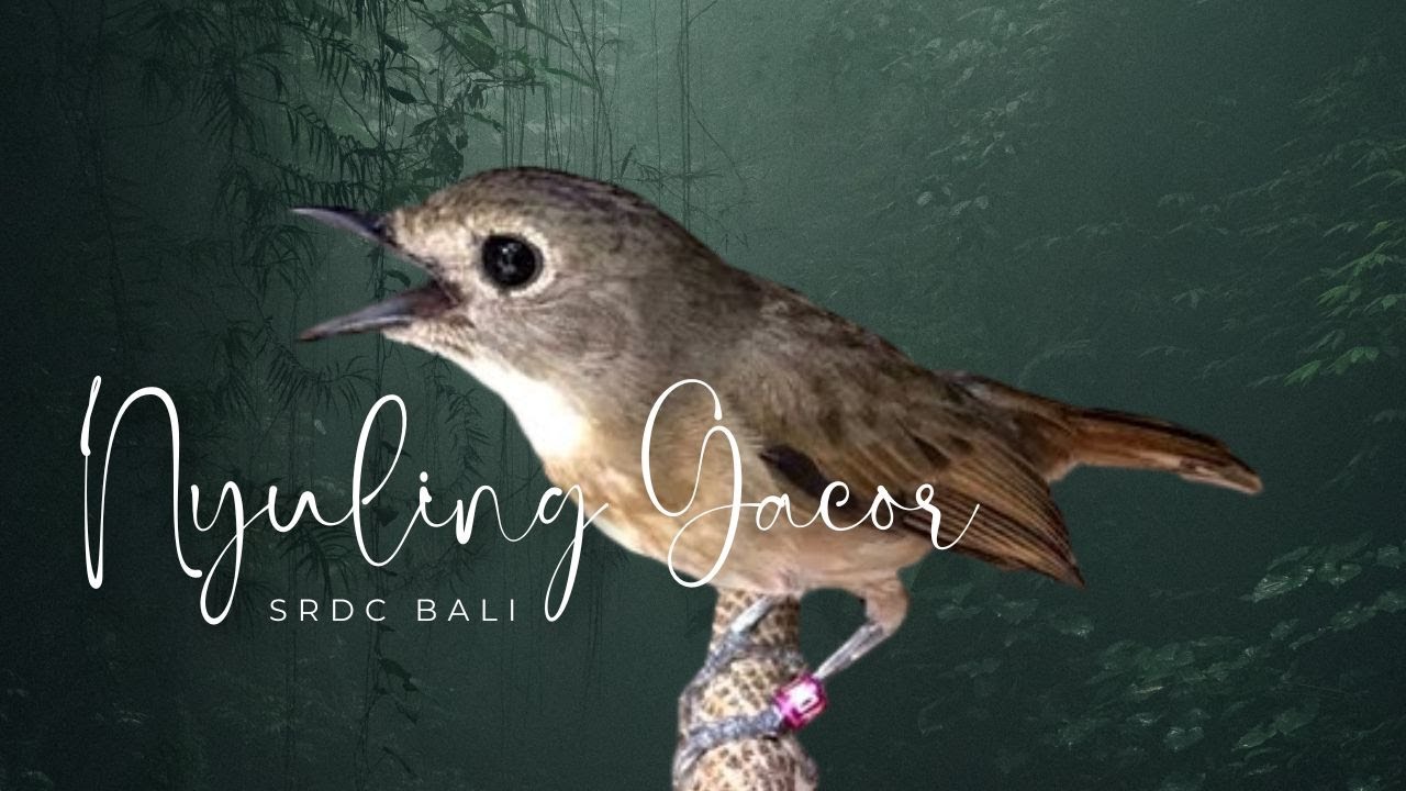 SRDC BALI - SUARA SRDC NYULING NGEPLONG GACOR - PANCINGAN SRDC MALAS BUNYI