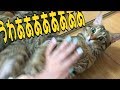猫さんのお腹をポヨポヨし続けた結果