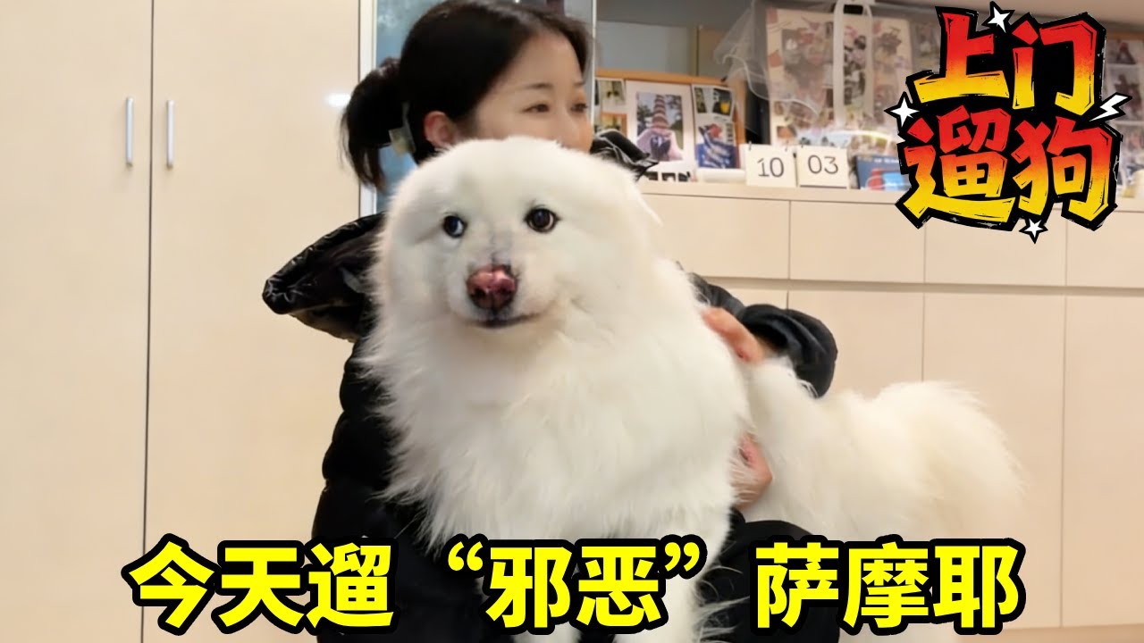 今天遛“邪恶”萨摩耶，它的心眼子真多 #万物可爱计划 #2024抖音生活记忆  #狗子的迷惑行为 #萨摩耶 #萌宠推荐官