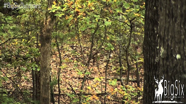 South Carolina early rut bow hunt self filmed