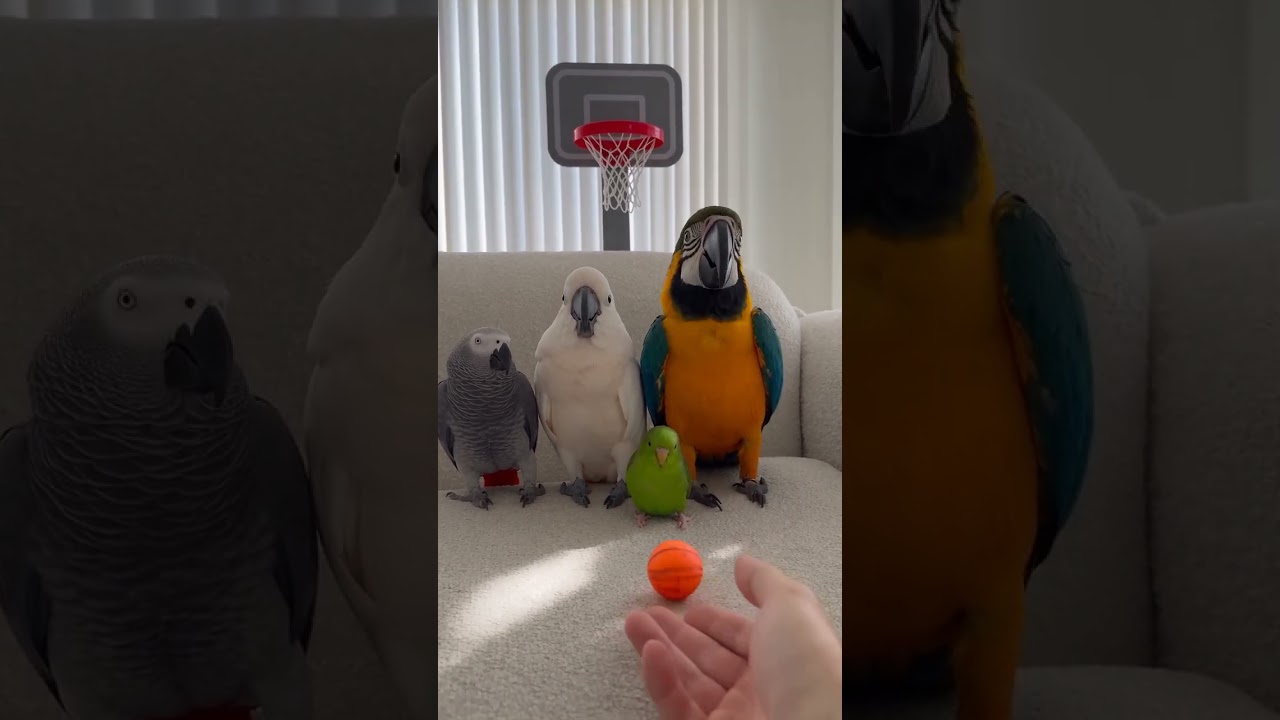 See their another skill now !! which one is best ? #parrot #parrotlover #parrottalking #ai