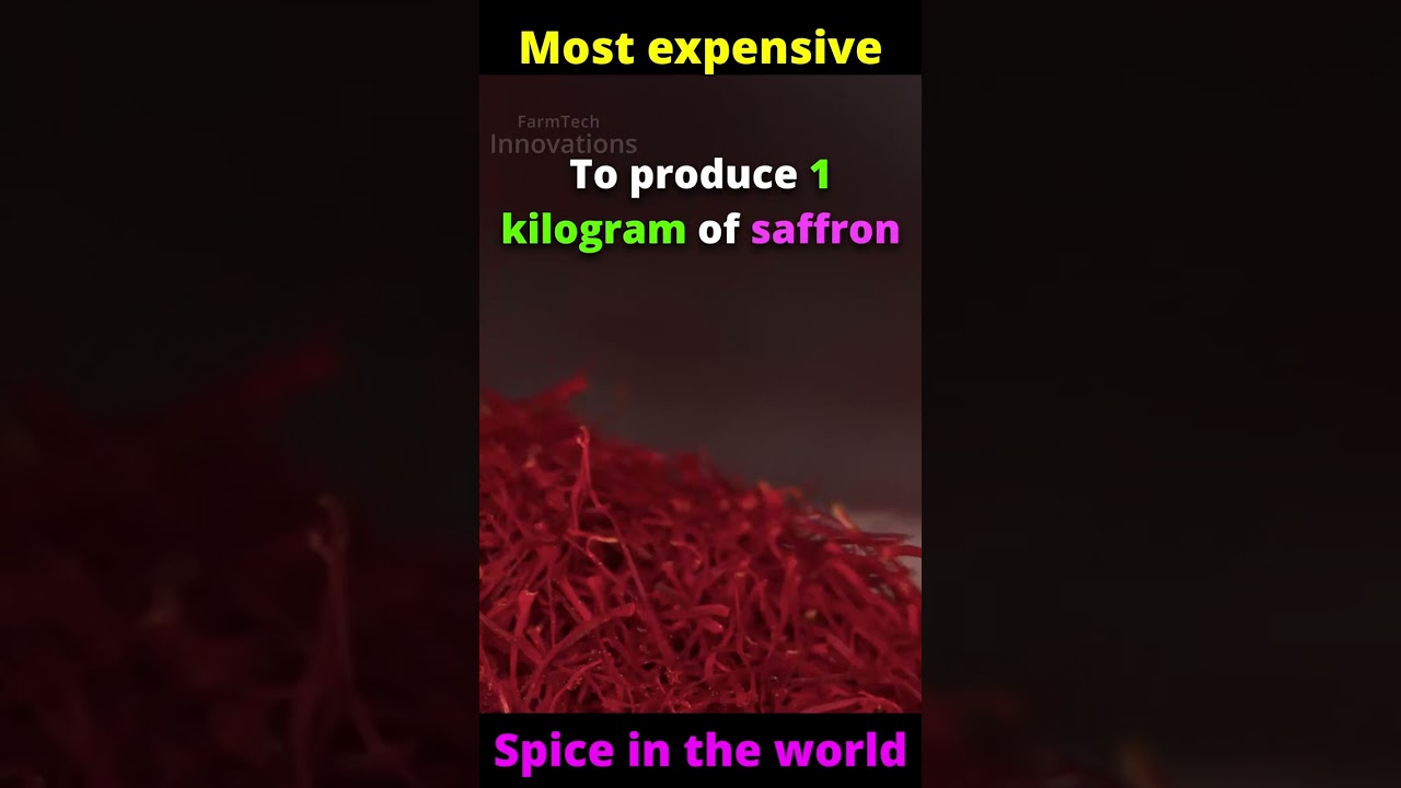 💜How Saffron Is Harvested - the most expensive spice in the world 