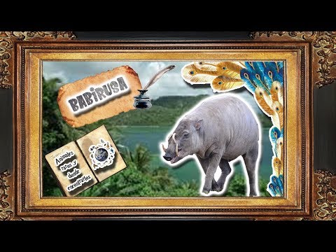 Vídeo: Què menja una babirusa?