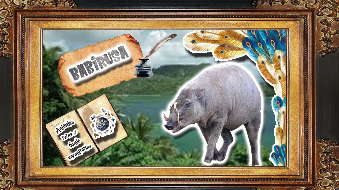 Buru babirusa | The nightmare of orthodontists | | Rare animals and where to find them| animales raros de africa