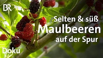 Kann man die Maulbeere essen?