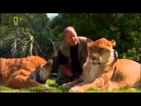 მსოფლიოში ყველაზე დიდი კატა