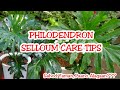 HOW TO GROW PHILODENDRON SELLOUM HOUSEPLANTS PLANT CARE  (Sahod Yaman)