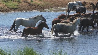 Нижне - Павловское ранчо. Лошади на реке.