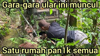 SAMPAI TIARAP MASUK LOBANG ULAR INI MUNCUL BIKIN SATU RUMAH PAN1K SEMUA