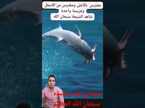 ١٧ يوليو ٢٠٢٥ اكسبلور عالم غامبول المدهش عالم الطيور الحيوانات اغرب الاشياء سبحان الله مدهشة