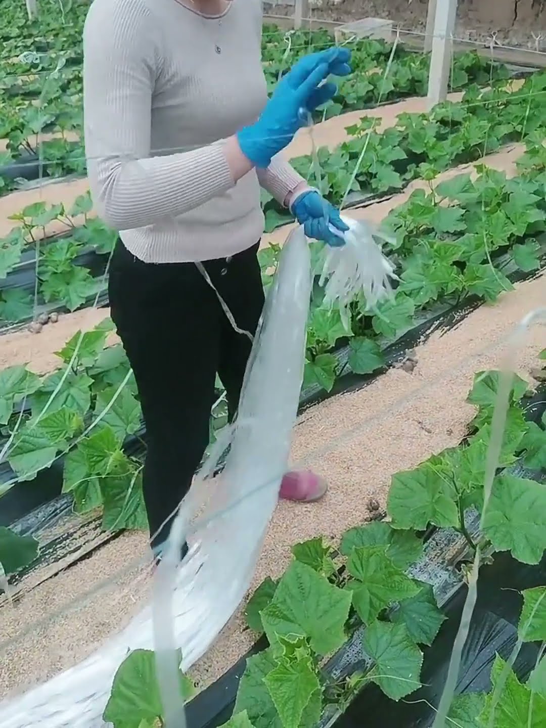 Vegetable rattan climbing rope fixation process