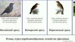 Птица, отряд воробьинообразные, семейство Дроздовые земляной синяя дрозд-отшельник короткоклювый