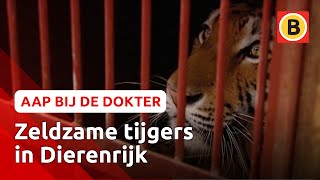 Dierenrijk krijgt nieuwe tijgers | Komt een aap bij de dokter | Omroep Brabant