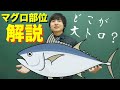 赤身・中トロ・大トロってマグロのどの部分?【鮪の部位徹底解説】
