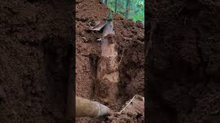 Petani Sukses Panen Tunas Bambu Menggunakan Alat Sederhana shorts