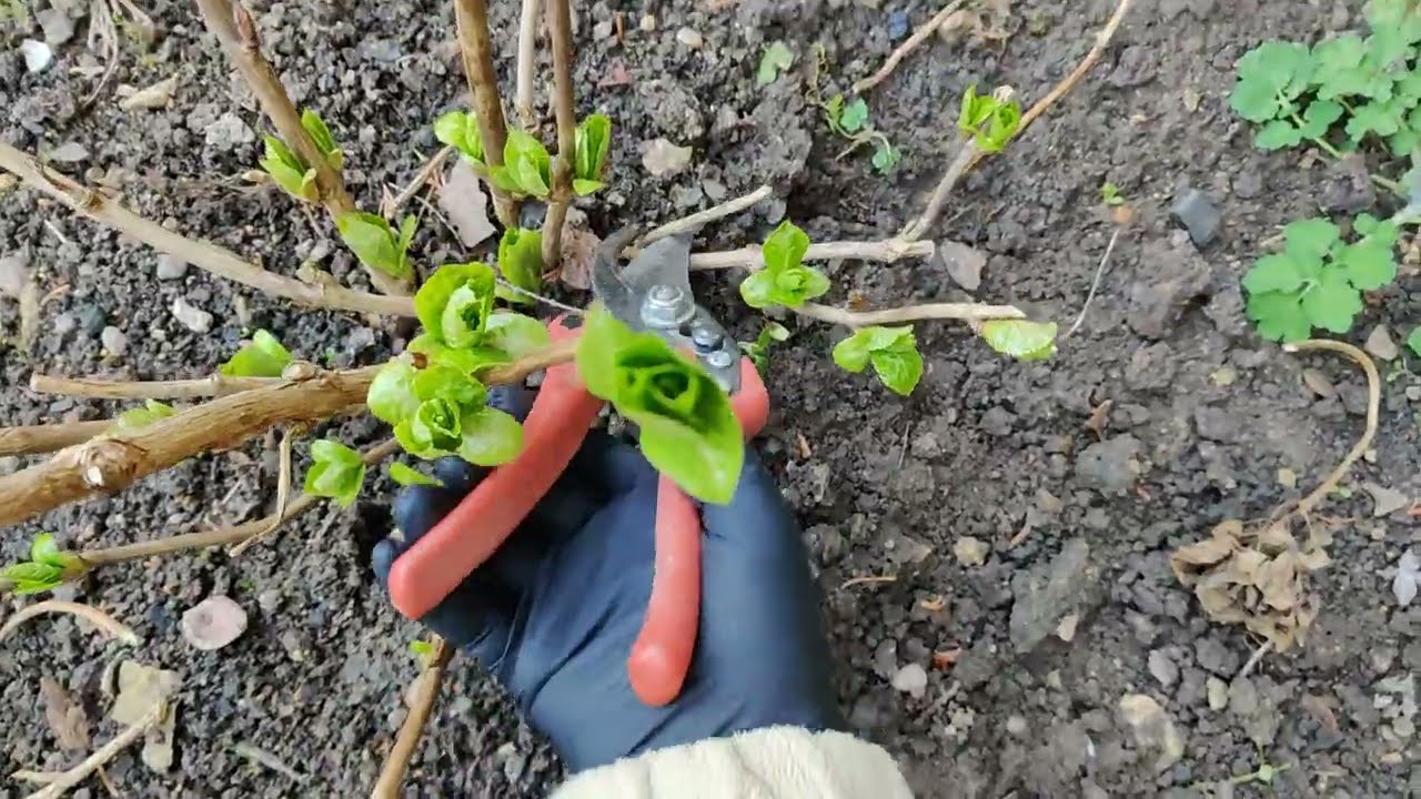 Tăierile de primăvară la hortensia macrophylla