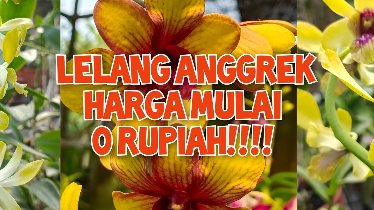 LELANG ANGGREKK!! OB 0 RUPIAHH🙏 admin 085655696848