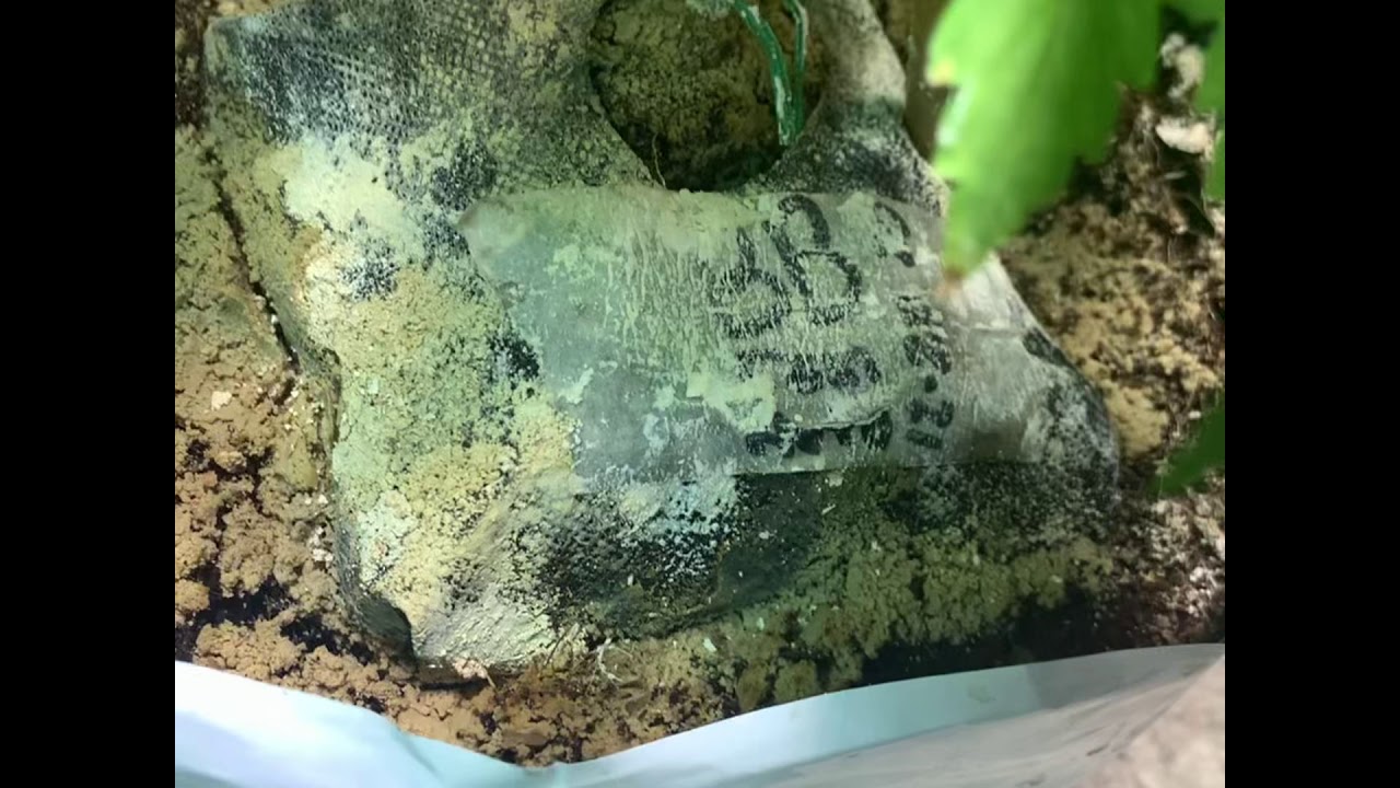 Nuke heads auto Bruce banner