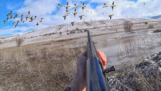 YÜZLÜ SÜRÜ ÜZERİME GELİRSE... BEK VE PARLAMA 2024 ÖRDEK AVI. Duck Hunting/Охота на утку