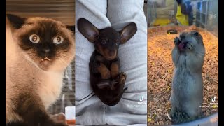 Fun Cute Fluff Animals Compilation 134