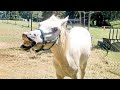 Cutest And funniest horse Videos Compilation cute moment of the horses - Horse world #9