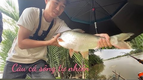 Trải nghiệm câu cá Tra sông tự nhiên cực đã