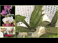 Фаленопсис 1,7 Посадка мраморных орхидей Stuartiana Pico Chip/ Diffusion/ Scention.