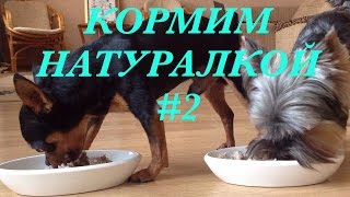 Чем я кормлю своих собачек. Меню #2. Видеорецепт