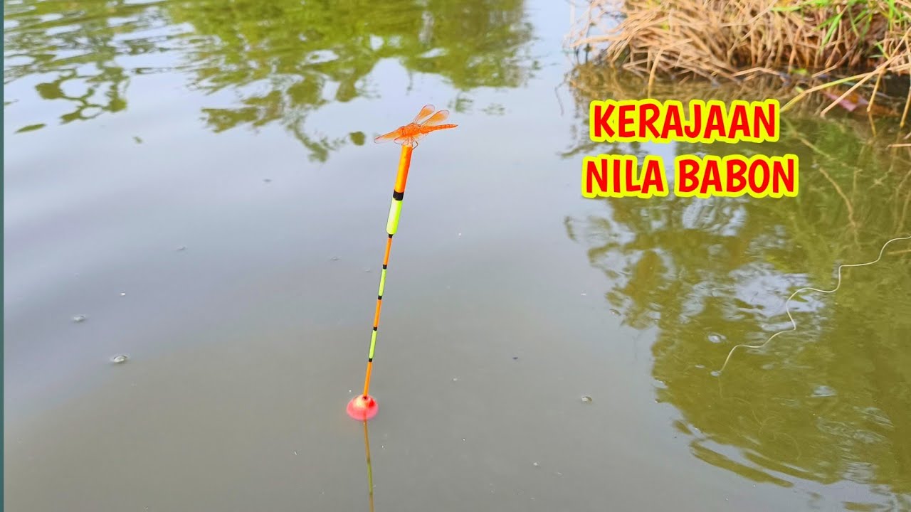 MODAL NEKAT ‼️ NYOBA SPOT BARU TERNYARA BANYAK SARANG BABON #sarangikannila #mancinglobangikannila