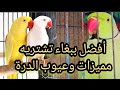 مميزات وعيوب تربية الدرة المطوقة الدرة الهندي ما افضل ببغاء اشتريه 