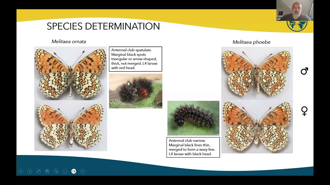 Part 2/2 - Melitaea species 1Masterclass - Advanced Level 3 // Eastern continental and Balkan but