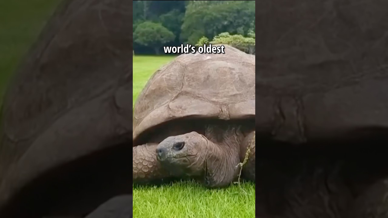 Worlds Oldest Animal 😨