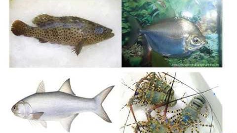 LTVC: Liên kết các câu trong bài bằng cách lặp từ ngữ - Tiếng việt lớp 5