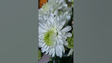 Thumbnail of DOLLY PARTON SINGING "WILD FLOWERS " #dollyparton #wildflowers #freshflowers #cutflowers #dolly